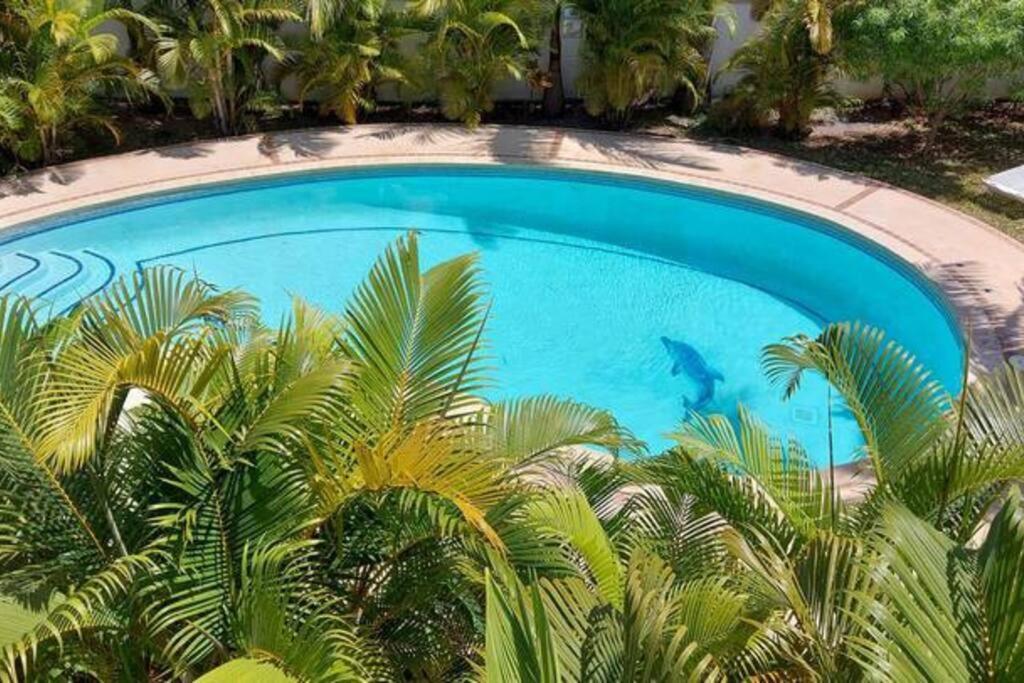 Paradise Palms *